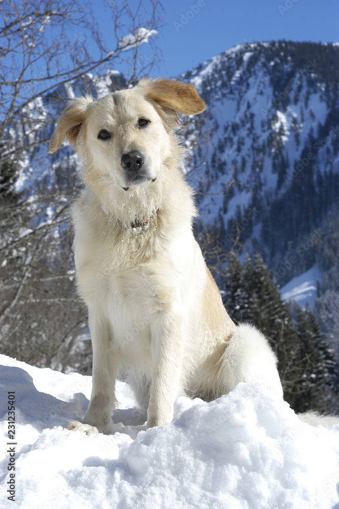 Golden Retriever mixed breed sitting in the snow Golden Retriever mixed breed sitting in the snow