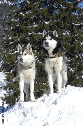 Two siberian huskys sitting in a snowy landscape