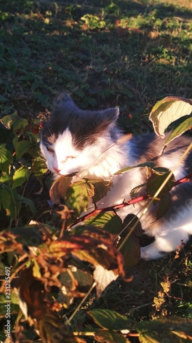 Кошка в малине