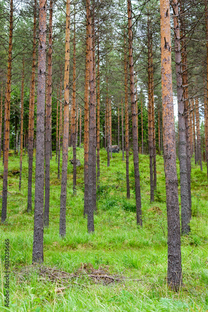 Obraz premium Beautiful forest background, Finland