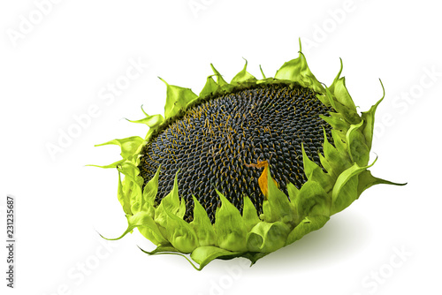 Ripe sunflower on white isolated background. Place for text