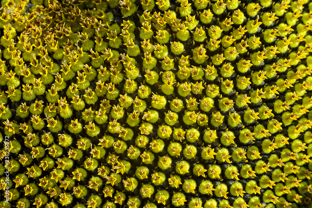 Ripe sunflower. Beautiful texture of ripe sunflower seeds Ripe sunflower. Beautiful texture of ripe sunflower seeds