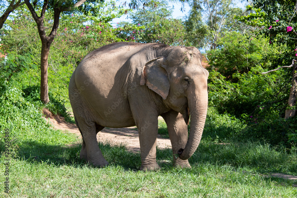 Elephant standing