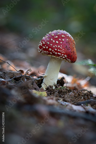 Toadstool 