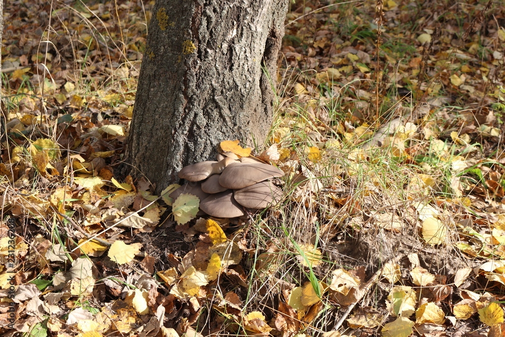  Oyster mushrooms grow on a tree trunk