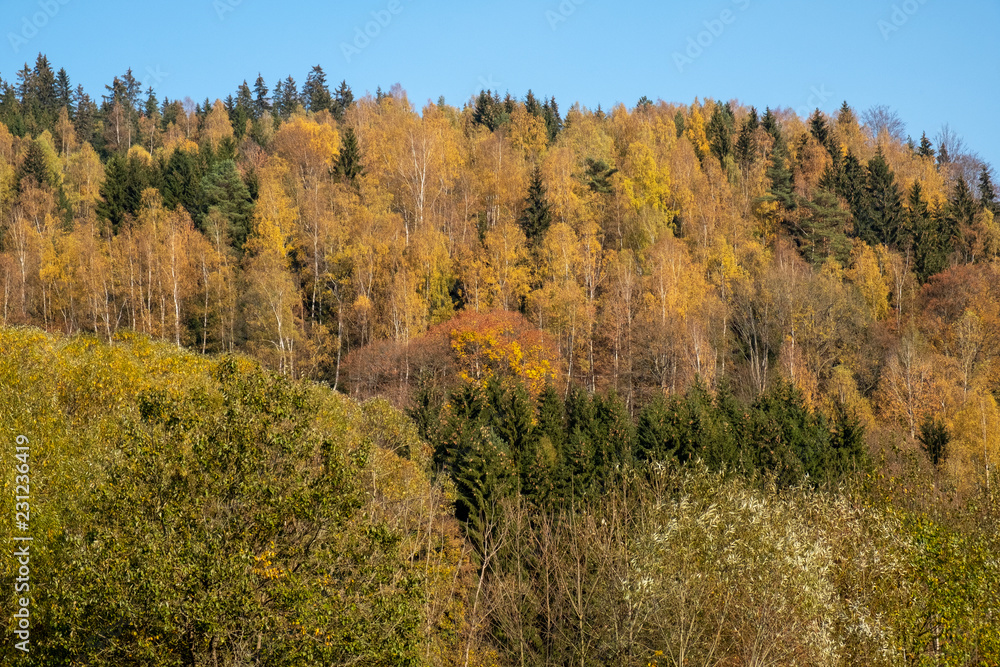 a forest near Graslice in autumn
