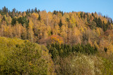 a forest near Graslice in autumn