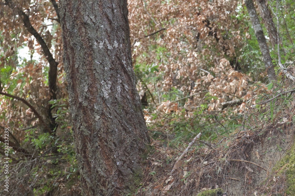 Austin Creek State Recreation Area is a state park unit of California, United States, encompassing an isolated wilderness area. Austin Creek State Recreation Area is a state park unit of California, United States, encompassing an isolated wilderness area.