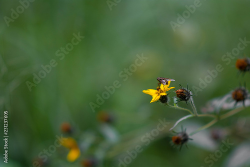 Flower, Fly, Yellow, Nature, Green, Yellow