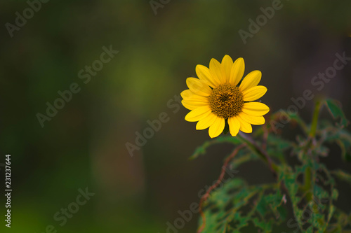 Sunflower, Girasol, Amarillo, Flor, Natualeza, PLanta photo