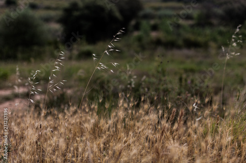 Wild herbs in the field