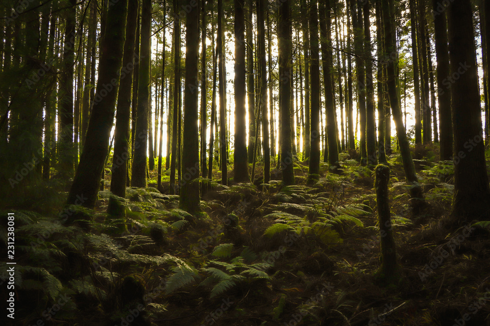 Obraz premium Tajemniczy las ze starodrzewem w naturalnym parku. Stare drzewa z drewna.