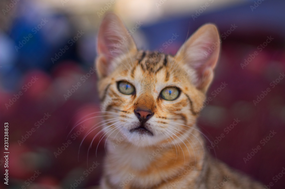 Katzenbaby Katzenbaby