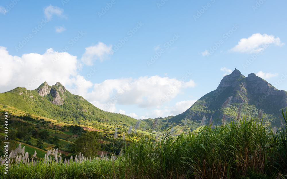 Mauritius Island sugar cane fields with Pieter Both mountain in the background