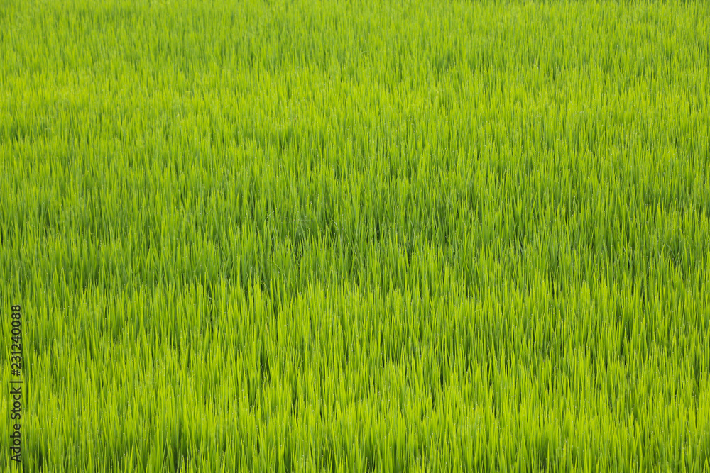 A Green rice field in July after the rain in Vercelli area, Piedmont, Northern Italy