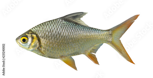 Red-tail Tinfoil Barb isolated on white background with clipping part
