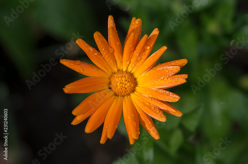 Calendula officinalis flowering plant  marigold orange flowers in bloom  orange flowerhead  morning dew drops