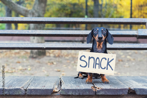 dachshund dog black and tan looking plaintively while wearing a carton sign around neck with an inscription snack, asitting on a park bench photo