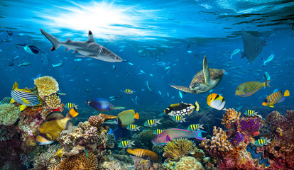 Gordijnen Koraalriffen Onderwaterparadijs met manta en schildpad  © stockphoto-graf