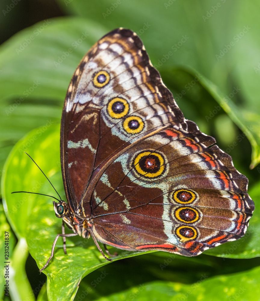 Naklejka premium Macro of a beautiful tropical butterfly