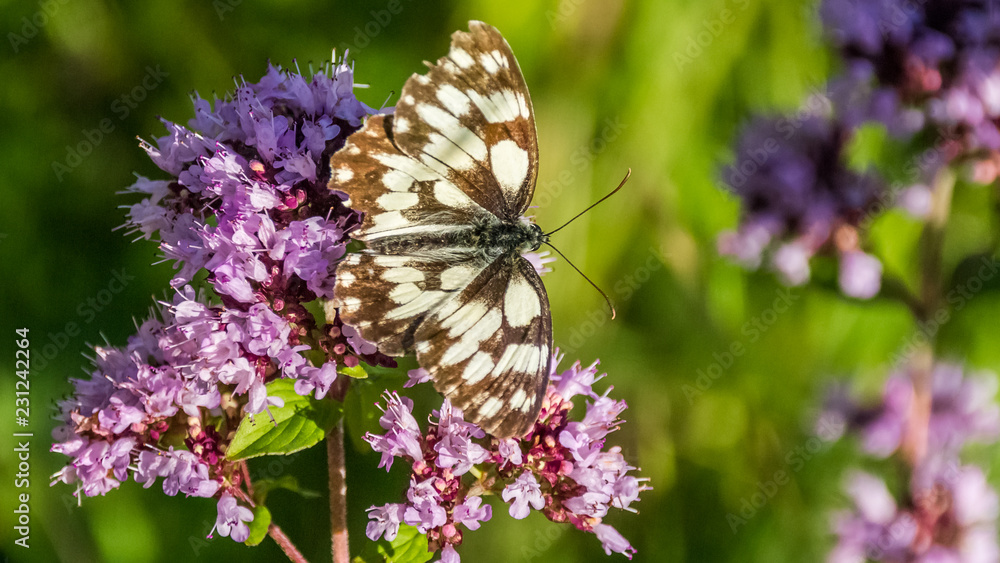 Macro of a butterfly of the marbled white on a flower Macro of a butterfly of the marbled white on a flower