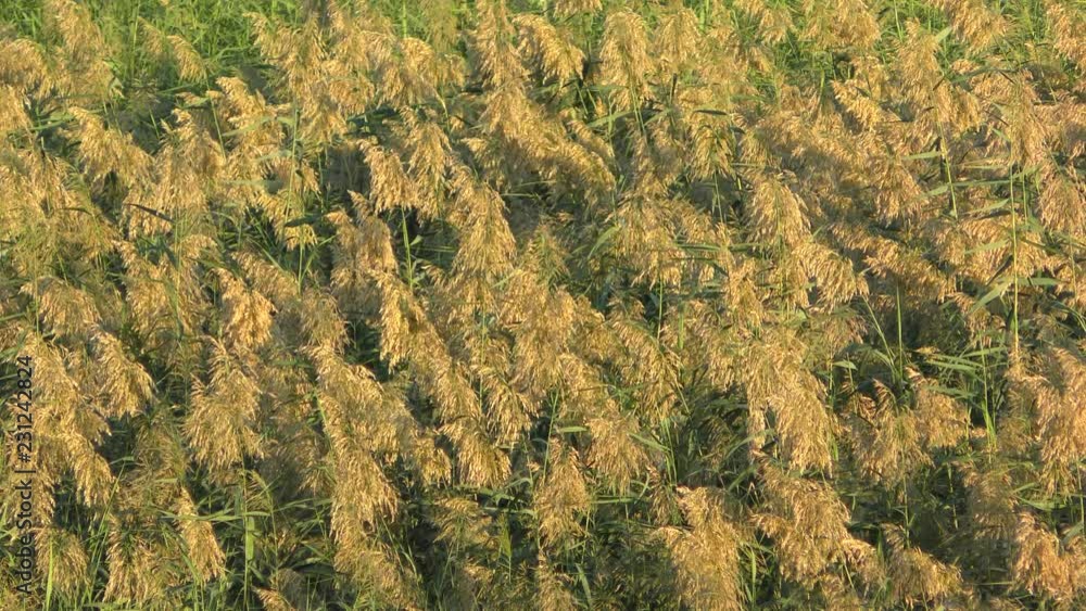 Typical pond plants, Common reed, Phragmites australis, provide shelter to birds in the valley of Jezreel, Israel, near Mt. Gilboa, before Winter Typical pond plants, Common reed, Phragmites australis, provide shelter to birds in the valley of Jezreel, Israel, near Mt. Gilboa, before Winter