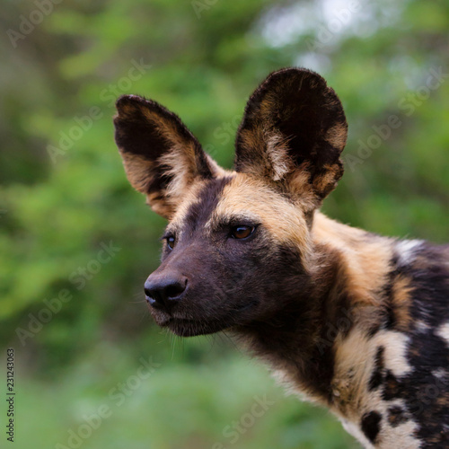 Wild dog portrait in Zimanga Game Reserve in South Africa