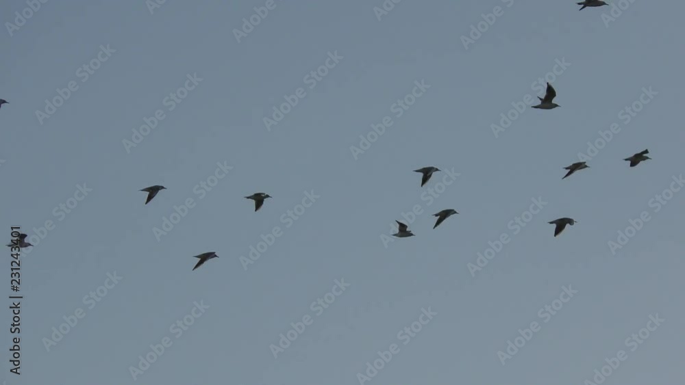 Migrating birds of feather from cold Europe to a warmer Africa seeking a safe place to rest at night in the valley of Jezreel, Israel, near Mt. Gilboa, before Winter Migrating birds of feather from cold Europe to a warmer Africa seeking a safe place to rest at night in the valley of Jezreel, Israel, near Mt. Gilboa, before Winter