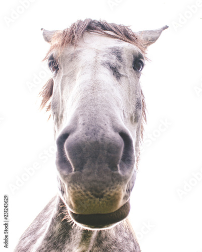 A horse looking at you