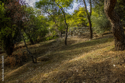 soft focus south dry park nature landscape