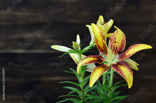 Fototapeta Naklejka Na Ścianę i Meble -  Yellow lily flower on wooden background