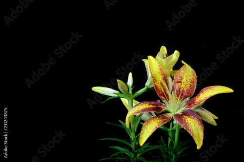 Fototapeta Naklejka Na Ścianę i Meble -  Sympathy card with yellow lily flower isolated on black background 