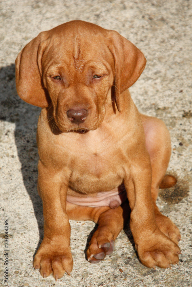 Hungarian vizsla