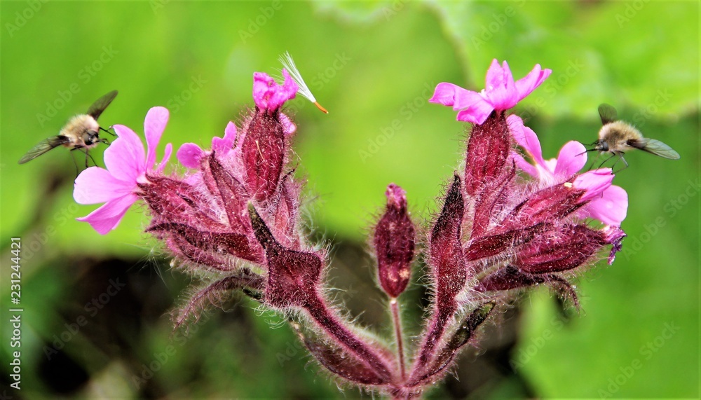 Zwei Wollschweber bei der Arbeit