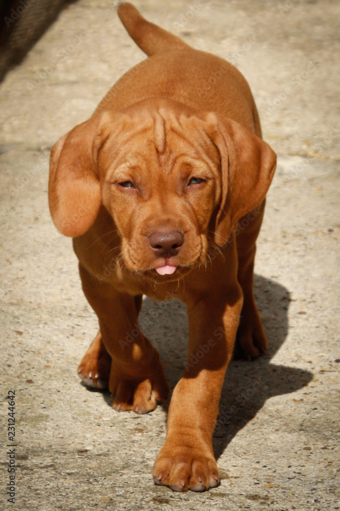 Hungarian vizsla walking towards the camera Hungarian vizsla walking towards the camera