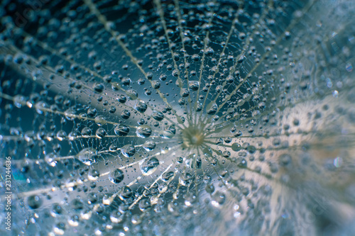 Beautiful dew drops on a dandelion seed macro.