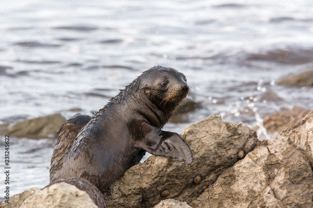 Fototapeta premium Baby puppy seal on a rock