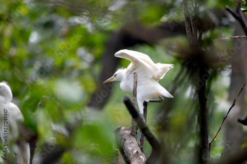 egret starting to fly
