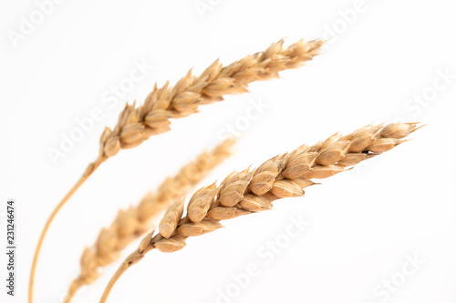 Ears of old golden wheat on a white background