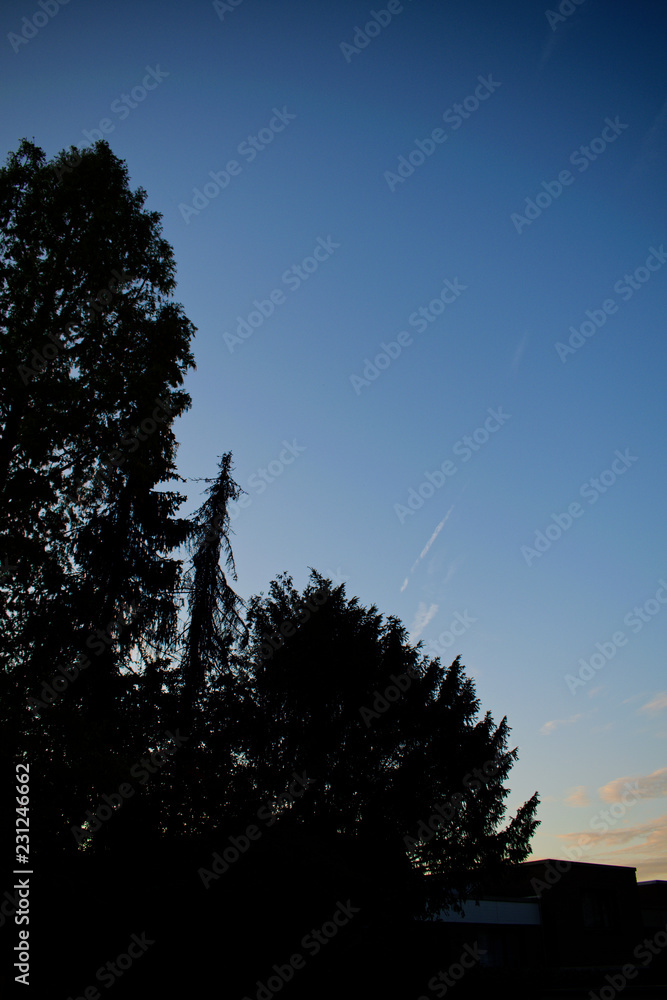 Fototapeta premium Silhouette of trees 