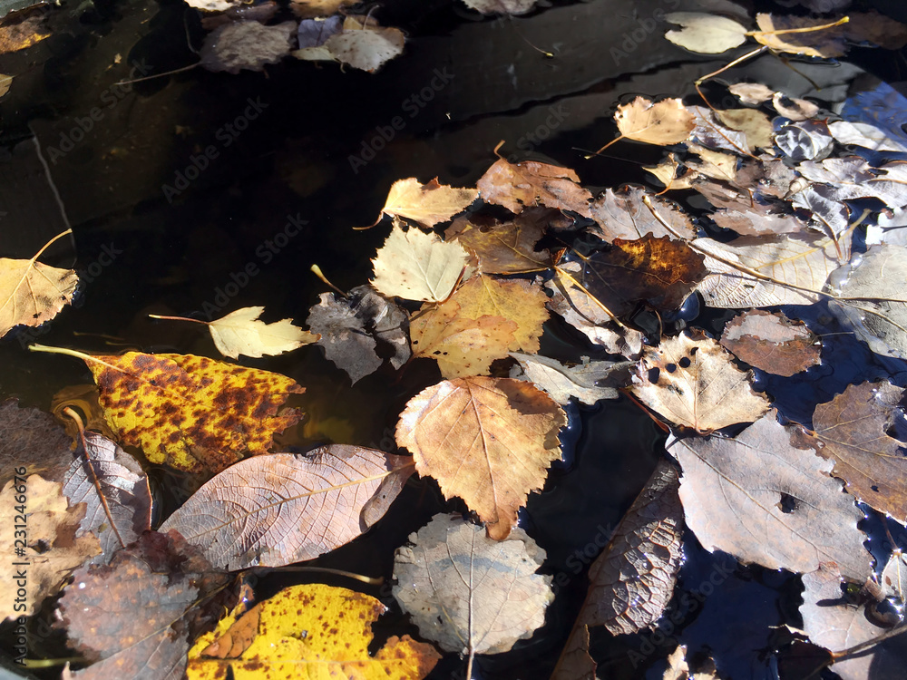 Beautiful still life in soft warm colors with fallen leaves float on non moving water surface top view closeup