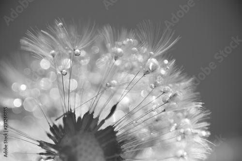 Nahaufnahme einer Pusteblume in schwarz   wei  