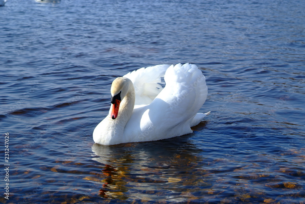 Naklejka premium Swan number 1