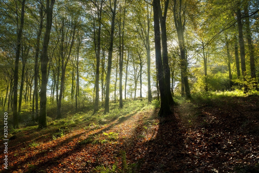 Magical autumn beech woodland with sunshine beaming through the trees, Cornwall, UK Magical autumn beech woodland with sunshine beaming through the trees, Cornwall, UK