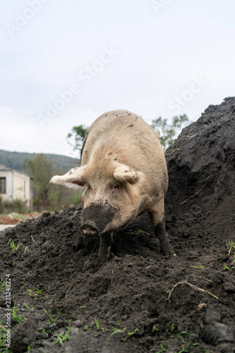 Portrait of a domestic big pig standing on the heap of soil