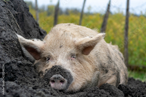 Portrait of a happy domestic big pig lying on the heap of soil, in the dirt, relaxing