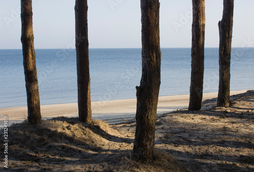 tree on the beach © Aleksey
