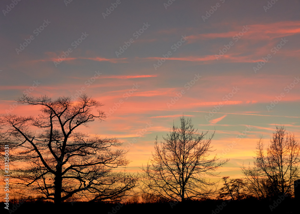Sonnenuntergang über kahle Baumkronen