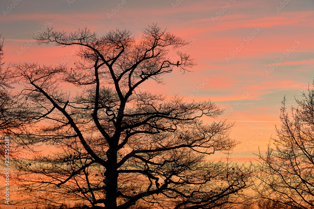 Sonnenuntergang, Baum mit Vogel, Winter Sonnenuntergang, Baum mit Vogel, Winter