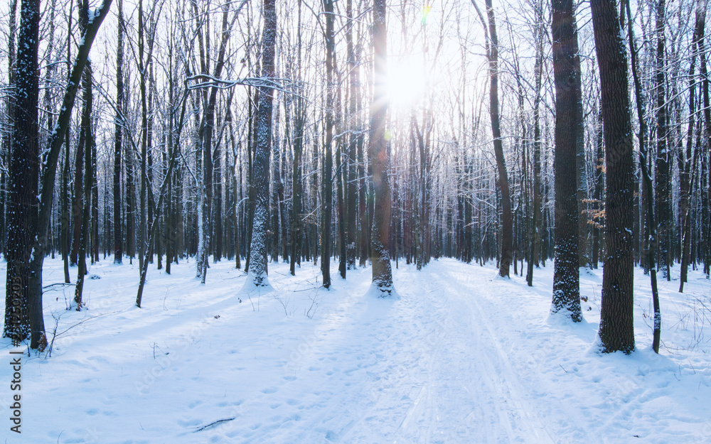 Sunset in winter forest Sunset in winter forest